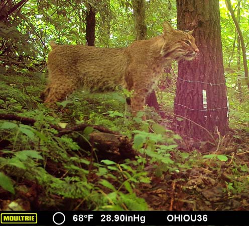 Ohio University researchers find bobcat population rising, with room